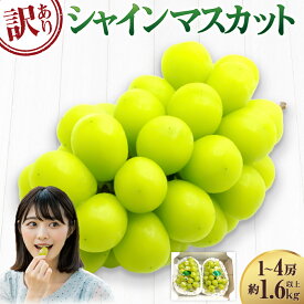 【ふるさと納税】【訳あり】ご家庭用 シャインマスカット 1～4房（約1.6kg以上） 種なし ブドウ ぶどう 葡萄 くだもの 果物 果実 フルーツ 冷蔵 岡山県産 国産 岡山県 倉敷市 送料無料 【2026年9月上旬～10月下旬迄発送予定】 10000円 1万円
