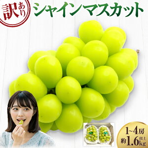 yӂ邳Ɣ[Łzy󂠂zƒp VC}XJbg 1`4[i1.6kgȏj Ȃ uhE Ԃǂ   ʕ ʎ t[c ① RY Y R q~s  y2026N