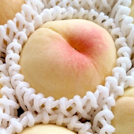 【ふるさと納税】白桃 約2kg（6～10玉） 早生 中生種 桃 もも モモ 岡山県 倉敷市 産 国産 フルーツ 果物 ギフト 花田青果　果物・もも・桃・フルーツ　【2026年6月下旬～7月下旬迄順次発送予定】