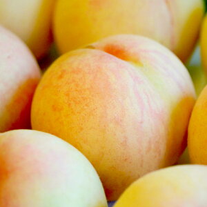 yӂ邳Ɣ[Łzs󂠂t 3.6kgi9`15ʁj     R q~s Y Y t[c ʕ ԓcʁ@ʕEEEt[c@y2026N6{`7{