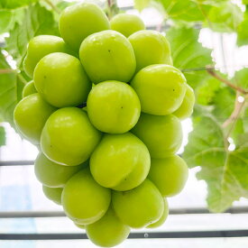 【ふるさと納税】＜選べる内容量＞岡山県産 シャインマスカット 家庭用 約2kg（3房～4房）・約5kg（7～10房）・約10kg（14～20房） ぶどう 果物 果実 フルーツ 大粒 種無し 冷蔵 国産 岡山県 倉敷市 送料無料 【2026年9月上旬～9月下旬まで順次発送予定】