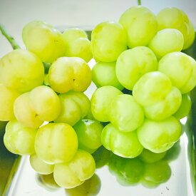 【ふるさと納税】＜選べる内容量＞岡山県産 ぶどう2種（シャインマスカット・瀬戸ジャイアンツ） 家庭用 約2kg（各2房）・約5kg（各4～5房） ぶどう くだもの フルーツ 種無し 冷蔵 岡山県 倉敷市 送料無料 【2026年9月上旬～9月下旬まで順次発送予定】