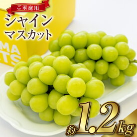 【ふるさと納税】ぶどう 2026年 先行予約 ご家庭用 シャイン マスカット 2～3房 合計約1.2kg ブドウ 葡萄 岡山県産 国産 フルーツ 果物 ギフト 高糖度 甘い 種なし 大粒 人気 皮ごと【2026年9月上旬～10月下旬 発送予定】