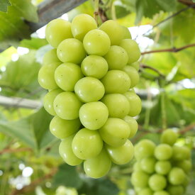 【ふるさと納税】ぶどう 先行予約 シャインマスカット晴王 ＜選べる内容量＞ 4房（1房480g以上）・2房（1房600g以上） ブドウ 葡萄 岡山県産 国産 フルーツ 果物 ギフト 岡山県 倉敷市 送料無料 【2026年8月下旬～10月下旬迄順次発送予定】