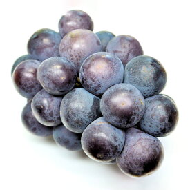 【ふるさと納税】ぶどう 先行予約 オーロラブラック 2房（1房480g以上） 化粧箱入り ブドウ 葡萄 岡山県産 国産 フルーツ 果物 ギフト 岡山県 倉敷市 送料無料 【2026年8月下旬～9月下旬迄順次発送予定】