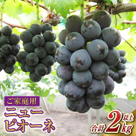 【ふるさと納税】 ぶどう 2026年 先行予約 ご家庭用 ニュー ピオーネ 合計2kg以上 産地直送 ブドウ 葡萄 岡山県産 国産 フルーツ 果物 たけまさぶどう園　果物類・ぶどう・マスカット・フルーツ【2026年7月下旬～9月下旬 発送予定】