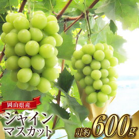 【ふるさと納税】 ぶどう 2026年 先行予約 シャイン マスカット 1房（1房600g前後） 産地直送 ブドウ 葡萄 岡山県産 国産 フルーツ 果物 ギフト たけまさぶどう園　果物類・ぶどう・マスカット・フルーツ【2026年9月上旬～10月下旬 発送予定】
