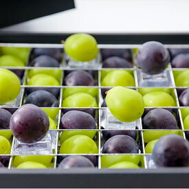 【ふるさと納税】ぶどうの宝石箱（シャインマスカットとニューピオーネ又はオーロラブラック） 36粒（1粒14g以上） 1箱 贈答用 ぶどう ブドウ 葡萄 くだもの 果物 果実 フルーツ ギフト 冷蔵 国産 岡山県産 倉敷市 送料無料 【2026年8月下旬～2026年9月下旬迄順次発送予定】