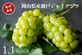【ふるさと納税】厳選 瀬戸ジャイアンツ 2房 合計1.1kg以上 産地直送 朝採れ ぶどう 葡萄 Kawahara Green Farm 岡山県産 2026年 果物 くだもの フルーツ 倉敷市 送料無料【2026年9月上旬～10月下旬 発送予定】