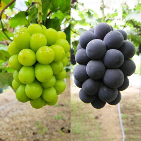 【ふるさと納税】葡萄詰合せ（シャインマスカット 晴王・ニューピオーネ） 露地栽培 1房580g以上 ＜選べる容量＞ 計2房～4房 ぶどう ブドウ 葡萄 マスカット 詰め合わせ セット 国産 岡山県産 送料無料 【2026年9月上旬～10月下旬迄順次発送予定】