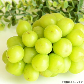 【ふるさと納税】＜選べる容量＞シャインマスカット 1房（700g前後）2房（合計1.2kg前後）4～5房（合計2.0kg前後）岡山県産 マスカット ぶどう ブドウ くだもの フルーツ 大粒 高糖度 種なし 皮ごと【2025年8月上旬～2026年1月上旬 発送予定】