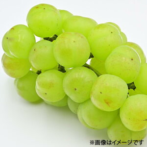 yӂ邳Ɣ[ŁzY Ԃǂ 1[ 500gO Ԃǂ 2025N s\ uhE  RY Y t[c ʕ  Mtg R̂Ԃǂ fU[g Ȃ 炲 嗱y2025N8{`10
