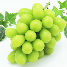 【ふるさと納税】岡山県産 シャインマスカット・桃太郎ぶどう セット 各1房 計約1kg（約500g×2房） 種なし 皮ごと 葡萄 ブドウ ぶどう くだもの 果物 果実 フルーツ 詰め合わせ 冷蔵 国産 岡山県 倉敷市 送料無料【2026年8月上旬～11月上旬まで順次発送予定】