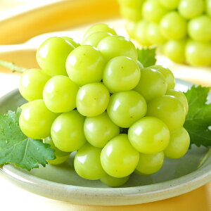 yӂ邳Ɣ[ŁzIׂeʁVC}XJbg v2kgi3`6[jEv1kgi500g×2[jE600g×1[ Ȃ 炲 嗱 Ԃǂ uhE   ʕ ʎ t[c ① 