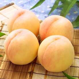 【ふるさと納税】岡山白桃 ＜選べる内容量＞ 4～5玉（合計1.0kg以上） / 8～10玉（合計2.0kg以上） 白桃 桃 もも モモ フルーツ 果物 果実 くだもの 有袋栽培 冷蔵 岡山県産 国産 岡山県 倉敷市 送料無料 【2026年7月上旬～8月上旬迄発送迄順次発送予定】