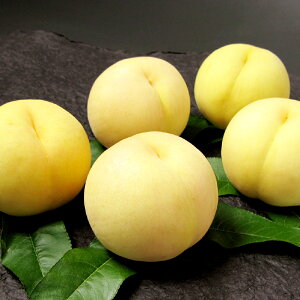 【ふるさと納税】岡山 清水白桃 5〜7玉(合計1.5kg以上) 白桃 桃 もも モモ フルーツ 果物 果実 くだもの 有袋栽培 冷蔵 岡山県産 国産 岡山県 倉敷市 送料無料 【2026年7月上旬〜7月下旬迄順次