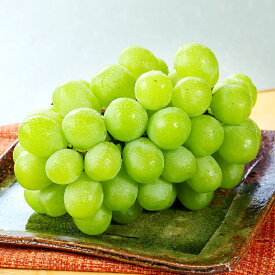 【ふるさと納税】マスカット・オブ・アレキサンドリア 2～3房（合計1.0kg以上） ぶどう ブドウ 葡萄 フルーツ 果物 果実 くだもの ギフト 贈答 冷蔵 岡山県産 国産 岡山県 倉敷市 送料無料 【2026年8月下旬～9月下旬迄順次発送予定】