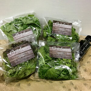 yӂ邳Ɣ[ŁzIׂցyOrtolanoz  1 3 / 6 / 12 t@[XgNXJbgT_ ߖ oWX^C^AhbVO T_Zbg ₳ T