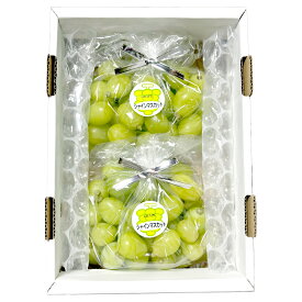 【ふるさと納税】【訳あり】家庭用シャインマスカット 摘み落とし ＜選べる内容量＞ 1kg以上 / 1.5kg以上 マスカット ぶどう ブドウ 葡萄 フルーツ くだもの 果物 果実 デザート 冷蔵 国産 岡山県産 岡山県 倉敷市 送料無料 【2026年9月上旬～10月上旬発送予定】