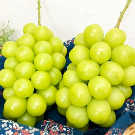 【ふるさと納税】【訳あり】家庭用シャインマスカット ＜選べる内容量＞ 2房入り 計1kg / 計1.1kg / 計1.2kg / 計1.4kg以上 マスカット ぶどう ブドウ 葡萄 フルーツ くだもの 果物 果実 デザート 冷蔵 国産 岡山県産 倉敷市 送料無料 【2026年9月上旬～10月上旬発送予定】