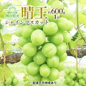 【ふるさと納税】ぶどう 2024年 先行予約 シャイン マスカット 晴王 1房 約600g 大粒 種無し ブドウ 葡萄 岡山県産 国産 フルーツ 果物 ギフト 橋田商店　【 皮ごと 種なし 高糖度 大粒 岡山のぶどう 岡山のフルーツ 】　お届け：2024年9月中旬～2024年11月上旬