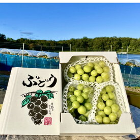 【ふるさと納税】【2026年9月下旬発送】訳ありシャインマスカット 2~4房 1.8kg ご家庭用_ シャインマスカット ぶどう 葡萄 ブドウ マスカット 果物 くだもの フルーツ 甘い 訳あり 家庭用 自宅用 産直 産地直送 岡山県 津山市 送料無料 【1275134】