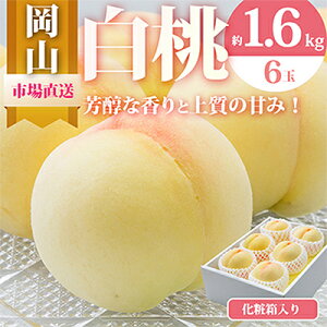 yӂ邳Ɣ[Łzy2026NzRY@6(1.6kgȏ)@ϔ_    R 1.6kg 6 ʕ t[c  Mtg lC R ÎRs  yzsnFEk