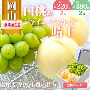 yӂ邳Ɣ[Łzy2026NzRY@l/ƃVC}XJbgwx ϔ_  VC}XJbg l    Ԃǂ  uhE ʕ t[c R 