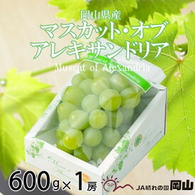 【ふるさと納税】【2026年6月下旬より順次発送】岡山県産 マスカット・オブ・アレキサンドリア 600g×1房_ ぶどう 葡萄 ブドウ 果物 フルーツ 岡山県 津山市 【配送不可地域：離島・北海道・沖縄県】【1362223】