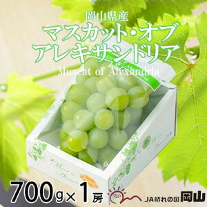 yӂ邳Ɣ[Łzy2026N6{菇zRY }XJbgEIuEALThA 700g×1[_ }XJbg Ԃǂ  uhE ʕ  t[c R yzsnF