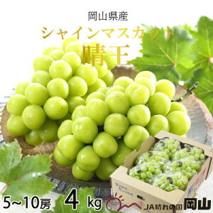 yӂ邳Ɣ[Łzy2025N8蔭zRY@VC}XJbg@@4kg(5[`10[)_ VC}XJbg ӂ邳Ɣ[ Ԃǂ  uhE }XJbg ʕ yzsnFE