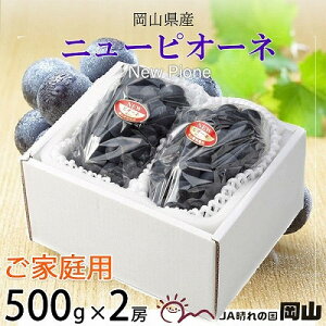 yӂ邳Ɣ[Łzy2025N8蔭zƒp@RY@sI[l@500g×2[_ sI[l Ԃǂ  uhE ʕ  t[c Â 햳 嗱 R ÎRs ƒp p Y 