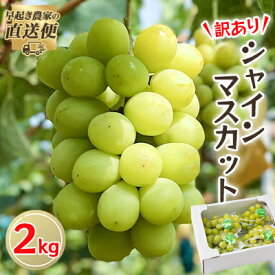 【ふるさと納税】【2026年度発送分】早起き農家の直送便　わけありシャインマスカット2kg_ シャインマスカット 訳あり ぶどう 葡萄 ブドウ 果物 くだもの フルーツ 岡山県 津山市 家庭用 自宅用 産直 産地直送 送料無料 【配送不可地域：離島・北海道・沖縄県】【1428073】