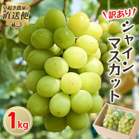 【ふるさと納税】【2026年度発送分】早起き農家の直送便　わけありシャインマスカット1kg_ シャインマスカット ふるさと納税 ぶどう 葡萄 ブドウ マスカット 果物 くだもの フルーツ 訳あり 岡山県 津山市 産直 産地直送【配送不可地域：離島・北海道・沖縄県】【1435798】