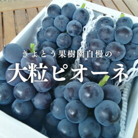 【ふるさと納税】岡山県の代表葡萄「ピオーネ」 上級品 3-5房入/計2kg～(岡山県産) 果樹園で長く愛される葡萄!_ ぶどう 葡萄 ブドウ ピオーネ ブランド葡萄 種なし 大粒 上級品 果物 フルーツ 産地直送 岡山県 津山市 送料無料 贈答 ギフト【配送不可地域：離島】【1535986】