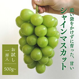 【ふるさと納税】【お試し便】シャインマスカット 1房入 500g以上　(岡山県産) きよとう果樹園のこだわりシャイン【配送不可地域：離島】【1548988】