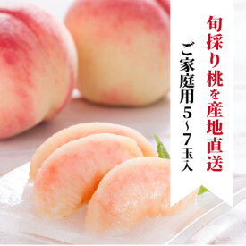 【ふるさと納税】【2026年先行予約】珍しい品種の桃 もも好きのあなたに 旬採り桃 ご家庭用/5-7玉(岡山県産)_ 桃 もも フルーツ 果物 くだもの 旬 岡山県 津山市 人気 おすすめ 送料無料 家庭用 産直 白桃 甘い 【配送不可地域：離島】【1571590】