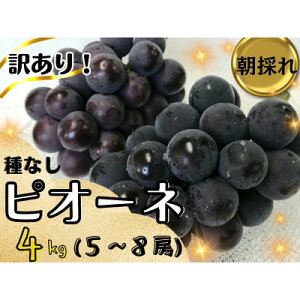 yӂ邳Ɣ[Łzy2025Ns\z󂠂 t[cR̐lCԂǂ@sI[l(500g`)_ 󂠂 Ԃǂ  uhE ̂ ʕ t[c R ÎRs  yzsnF