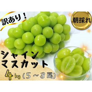 yӂ邳Ɣ[Łzy2026Ns\z(󂠂)t[cRVC}XJbg@̂Ԃǂ(500g`)yzsnFzyG1633322z