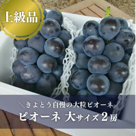 【ふるさと納税】【上級品】ピオーネ 大2房入/計1.3kg～(岡山県産) 果樹園の人気葡萄! 贈答にもおすすめです_ ピオーネ ふるさと納税 ぶどう 葡萄 ブドウ 大粒 果物 フルーツ くだもの デザート 岡山県 津山市 産直 産地直送 【配送不可地域：離島】【1604053】