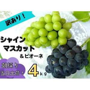 yӂ邳Ɣ[Łzy2026Ns\z󂠂艪RYԂǂl(VC}XJbg+sI[l)(1.2kg`)_ 󂠂 Ԃǂ  uhE ̂ ʕ t[c lߍ킹 R ÎRs 