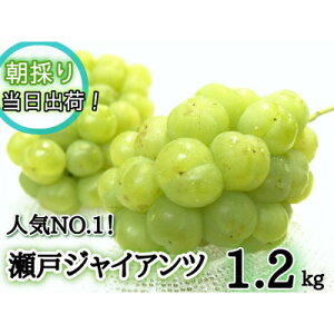 yӂ邳Ɣ[Łzy2026Ns\zt[cR@̂VN!lCԂǂ˃WCAc1.2kg(2`3[)yzsnFzy1647732z