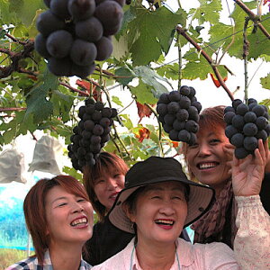 �y�ӂ邳�Ɣ[�Łz�󂠂�y2026�N�x�������z���N���_�Ƃ̒����ց@�j���[�s�I�[�l2kg�ȏ�y�z���s�n��F�����E�k�C���E���ꌧ�z�y1625970�z