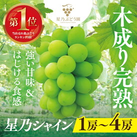 【ふるさと納税】星乃 シャインマスカット 650g・1.3kg・1.8kg【配送不可地域：離島・北海道・沖縄県】【G1418970】