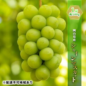 【ふるさと納税】ぶどう 2026年 先行予約 シャイン マスカット 1房 約500g ブドウ 葡萄 岡山県産 国産 フルーツ 果物 ギフト お届け:2026年8月下旬〜2026年9月下旬