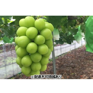 【ふるさと納税】ぶどう 2026年 先行予約 ひらた農園 岡山県産 シャインマスカット 約2kg(3〜4房) 果物類 ぶどう フルーツ ブドウ 果物  お届け:2026年9月中旬〜2026年9月下旬