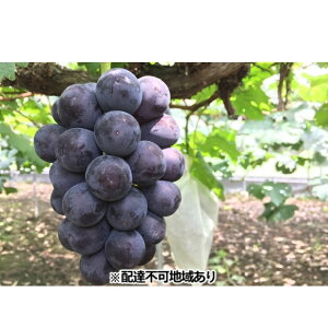 【ふるさと納税】ぶどう 2026年 先行予約 ひらた農園 岡山県産 加温ハウス栽培 ニューピオーネ 2房(1房750g前後) 果物 ぶどう フルーツ  お届け:2026年7月25日〜2026年8月5日まで