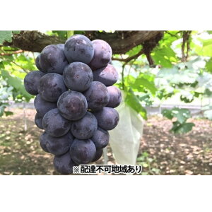 【ふるさと納税】ぶどう 2026年 先行予約 ひらた農園 岡山県産 加温ハウス栽培 ニューピオーネ 約2kg(3〜5房) 果物 ぶどう フルーツ  お届け:2026年7月25日〜2026年8月5日まで