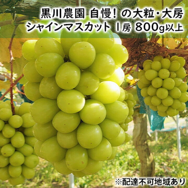 楽天市場 ふるさと納税 ぶどう 23年先行予約 黒川農園 シャインマスカット 1房 800g以上 岡山県産 果物類 ぶどう ブドウ 果物 マスカット フルーツ シャインマスカット お届け 23年10月上旬 23年10月下旬 岡山県玉野市