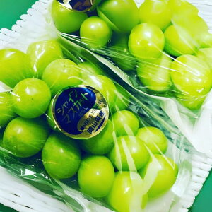 【ふるさと納税】ぶどう 2026年 先行予約 シャイン マスカット 3房 合計2kg以上 ブドウ 葡萄 岡山県産 国産 フルーツ 果物 ギフト 河本農園 果物類  お届け:2026年9月上旬〜2026年9月30日まで